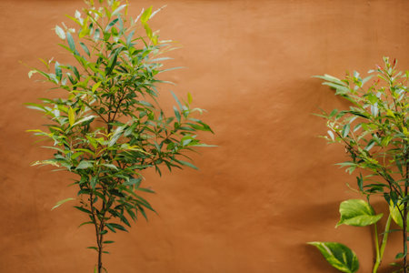 Green small tree on orange clay wall background. Decorative olive tree branch botanicalの写真素材