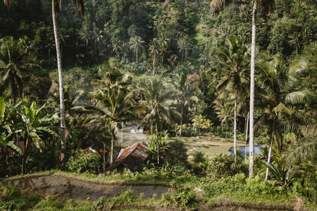 Photo of tropical forest with palm trees. Exotics botanicals plants, village cottage in heart of jungleの写真素材