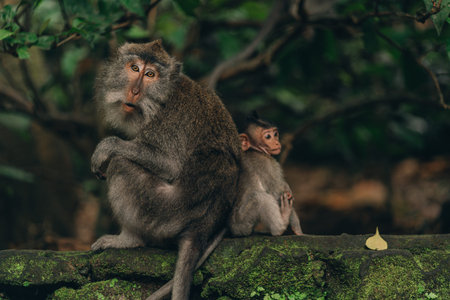 Cute mom monkey with little baby sitting back to back. Monkeys sitting on stone wall with green...