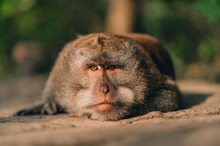 Close up shot of lying relaxed monkey watching careful. Macaque in sacred ubud monkey forest sanctuaryの写真素材