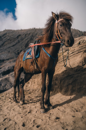 Close up shot of brown horse in Bromo Mount savanna. Riding tour in Bromo desert, Semeru National Park journeyの写真素材