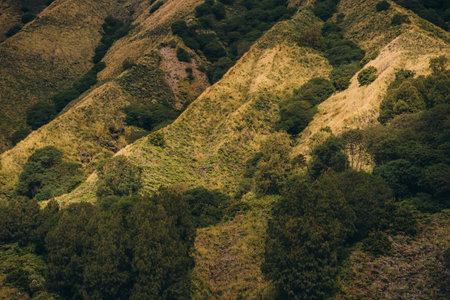Close up shot of Bromo texture with vegetation cover. Bromo mount volcano, Semeru Tengger savannaの写真素材