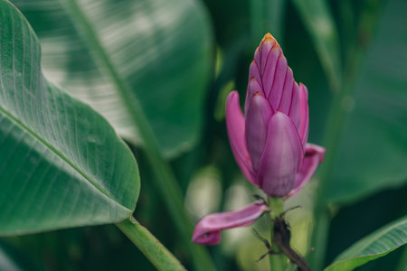 Close up shot of blooming pink flower with green leaves background. Tropical vegetation and botanicals plantsの写真素材