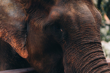 Close up shot of small cute elephant at the fence. Visiting safari elephant baby, zoo park tourの写真素材