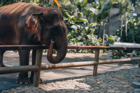 Close up shot of small cute elephant at the fence. Visiting safari elephant baby, zoo park tourの写真素材