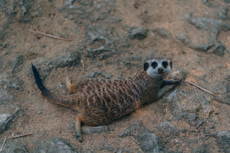 Close up shot of funny lying suricate on sand. Lazy meerkat relaxing and stretching on the groundの写真素材