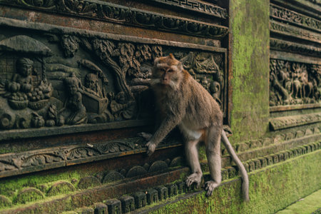 Macaque hanging on stone architecture wall in sacred forest monkey. Monkey climbing on balinese traditional stone carved sculptureの写真素材