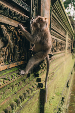 Macaque hanging on stone architecture wall in sacred forest monkey. Monkey climbing on balinese traditional stone carved sculptureの写真素材