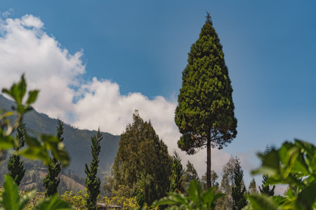 Close up shot of tropical tree with hills nature background. Balinese forest landscape with blue sky with cloudsの写真素材