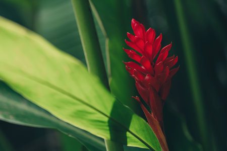 Close up shot of blooming red flower with green leaves background. Tropical vegetation and botanicals plantsの写真素材