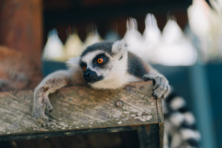 Close up shot of relaxed ring tailed lemur. Cute furry animal taking sunbath and restingの写真素材