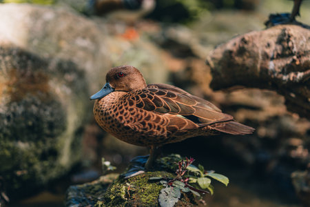 Close up shot of wild brown duck sitting on rock. Pond bird in resting pose, waterfowl in safari parkの写真素材