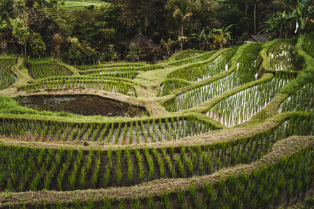 Landscape view of balinese rice terrace. Indonesian agriculture land, rice production
