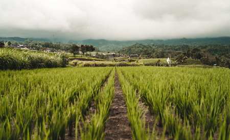 Landscape view of parallel lines rice field in rural countryside. Balinese rice plantation and paddy fieldの写真素材