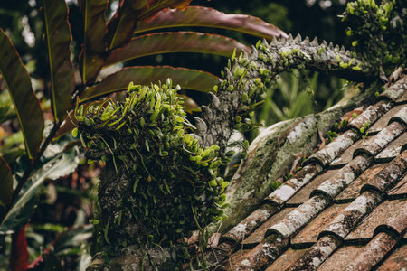 Close up shot of jungle tropical green vegetation. Exotic rainforest flora and botanicals plantsの写真素材
