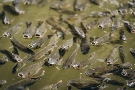Close up shot of koi pond fishes with open mouths. Feeding lake fishes, group of carps swimmingの写真素材