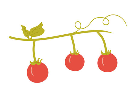 Cherry tomatoes on branch. Healthy vegetables, salad ingredients vector illustrationのイラスト素材