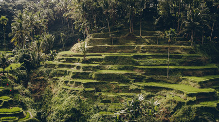Beautiful landscape view of balinese rice terrace. Palm trees and jungle vegetation