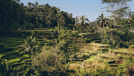 Beautiful landscape view of balinese rice terrace. Palm trees and jungle vegetationの写真素材