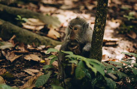 Close up shot of mother monkey with baby sitting on ground. Family macaques in nature sacred monkey...