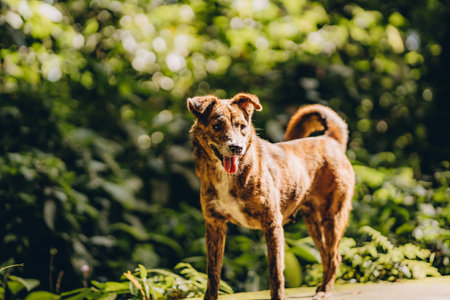 Close up shot of spotted brown dog with green nature background. Walking doggy with tongue outの写真素材