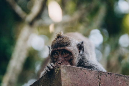 Close up shot of monkey face on green nature background. Funny macaque creature in sacred monkey forestの写真素材