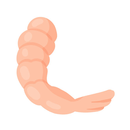 Peeled boiled shrimp. Seafood prawn, healthy seafood menu, water fauna vector illustrationのイラスト素材