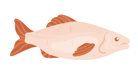Whole salmon fish. Raw red fish fillet, healthy seafood menu, water fauna vector illustrationのイラスト素材