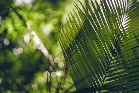Close up shot of palm leaf with green nature background. Jungle vegetation, tropical plants and...