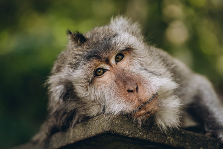Close up shot of cute sleeping monkey on stone wall. Relaxed macaque on temple in sacred monkey forestの写真素材