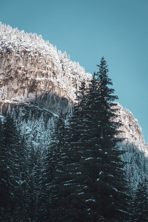 High snowy pine trees on scenic mountain, beautiful scenery of Low Tatras, Slovakiaの写真素材