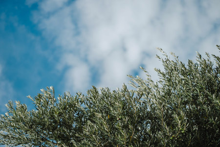 Olive tree branches with beautiful natural light and blue cloudy sky of Mediterranean coastの写真素材