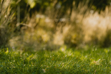 Green grass of park or meadow with spots of light rays, blurry background with selective focus and...