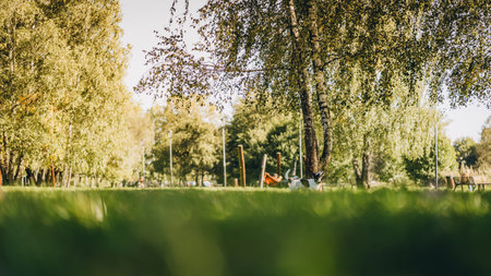Green park with birch tree and walking dog on grass, selective focusの写真素材