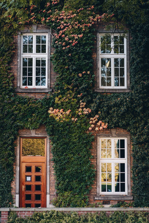 Stone walls of kings palace covered with green creepers. Windows and door of Wawel Royal Castle in Krakow, Polandの写真素材