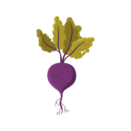 Beetroot with green leaves on stems, ripe tuber and roots vector illustration