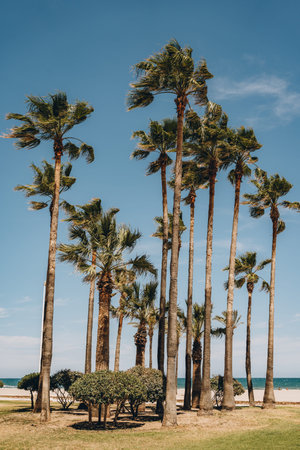 A cluster of palm trees with a view of the ocean in the background, showcasing a typical beach scene. Sant Antoni beach, Cullera, Spainの写真素材