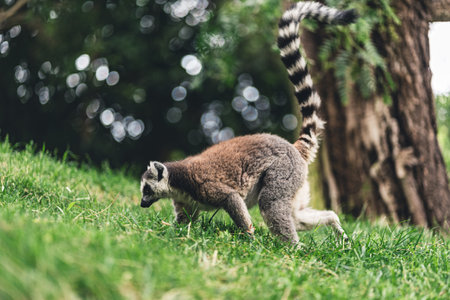 Ring-tailed lemur walking on grass in a natural habitat, surrounded by trees and foliage, showcasing its characteristic tail and natural behavior in the wild.の写真素材