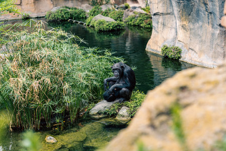 Chimpanzee sitting and resting on a rock by water in a natural habitat, surrounded by lush vegetation, depicting a peaceful and natural habitat within the wild.の写真素材