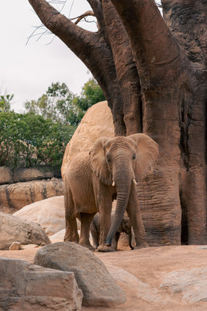 African elephant standing among rocky terrain with lush greenery in the background, showcasing the majestic beauty and natural environment of the species.の写真素材