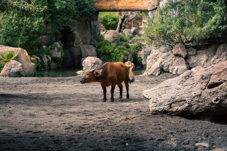 A buffalo stands in a rocky habitat with lush greenery. The image captures the buffalo presence and the natural surroundings, emphasizing the tranquil environment and the animal s natural behavior.の写真素材
