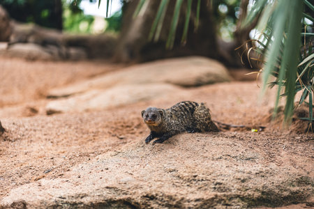 Mongoose on sandy ground with greenery in the background, highlighting its natural habitat and curious behavior. Captures wildlife in a serene environment.の写真素材