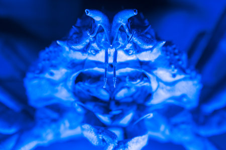 A detailed close-up of a crab under blue light, highlighting its intricate features and texture. The intense blue illumination adds a dramatic effect to this marine creature unique appearance.の写真素材