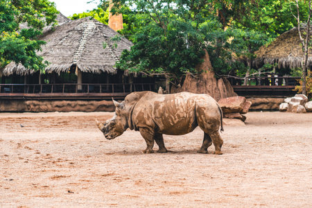 Rhino standing on sandy ground with a natural backdrop, emphasizing wildlife in its natural habitat. Captures the majestic presence of this large mammal.の写真素材