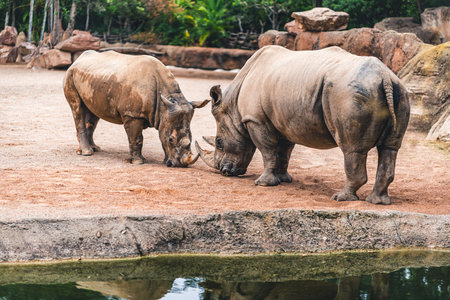 Two rhinos interacting on sandy ground near a water body, surrounded by rocks and greenery. Captures their natural behavior and environment.の写真素材