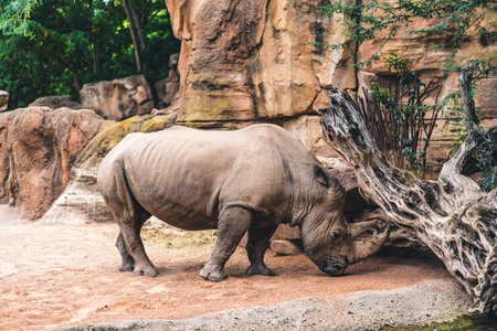 Rhino standing near a tree, showcasing the natural habitat and surroundings. Emphasizes the presence of this large mammal in the wild.の写真素材