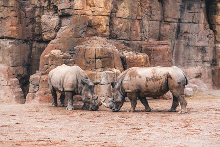 Two rhinos on sandy ground facing each other with rocky backdrop. Highlights their behavior and presence in a natural environment.の写真素材