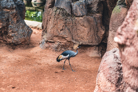Crowned crane walking on reddish ground surrounded by rocks, showcasing its natural habitat and elegant appearance. Highlights wildlife behavior in a unique setting.の写真素材