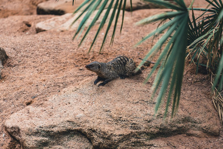 Mongoose resting on a rock in its natural habitat, surrounded by greenery. Highlights the animal behavior and serene environment.の写真素材