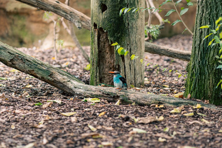 Kingfisher perched on a fallen log in a forested area, surrounded by natural elements. Highlights...